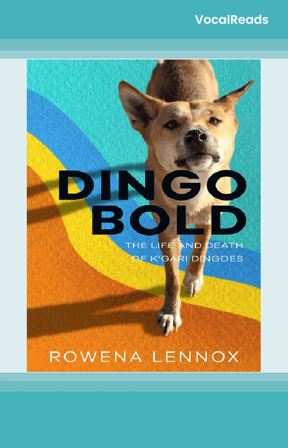 Dingo Bold